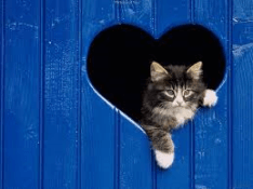 Cat Heart