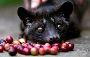 Indonesians Farm Civet Cats To Produce World's Most Valuable Coffee