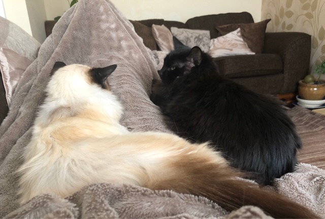 Cats in the Time of Sofa