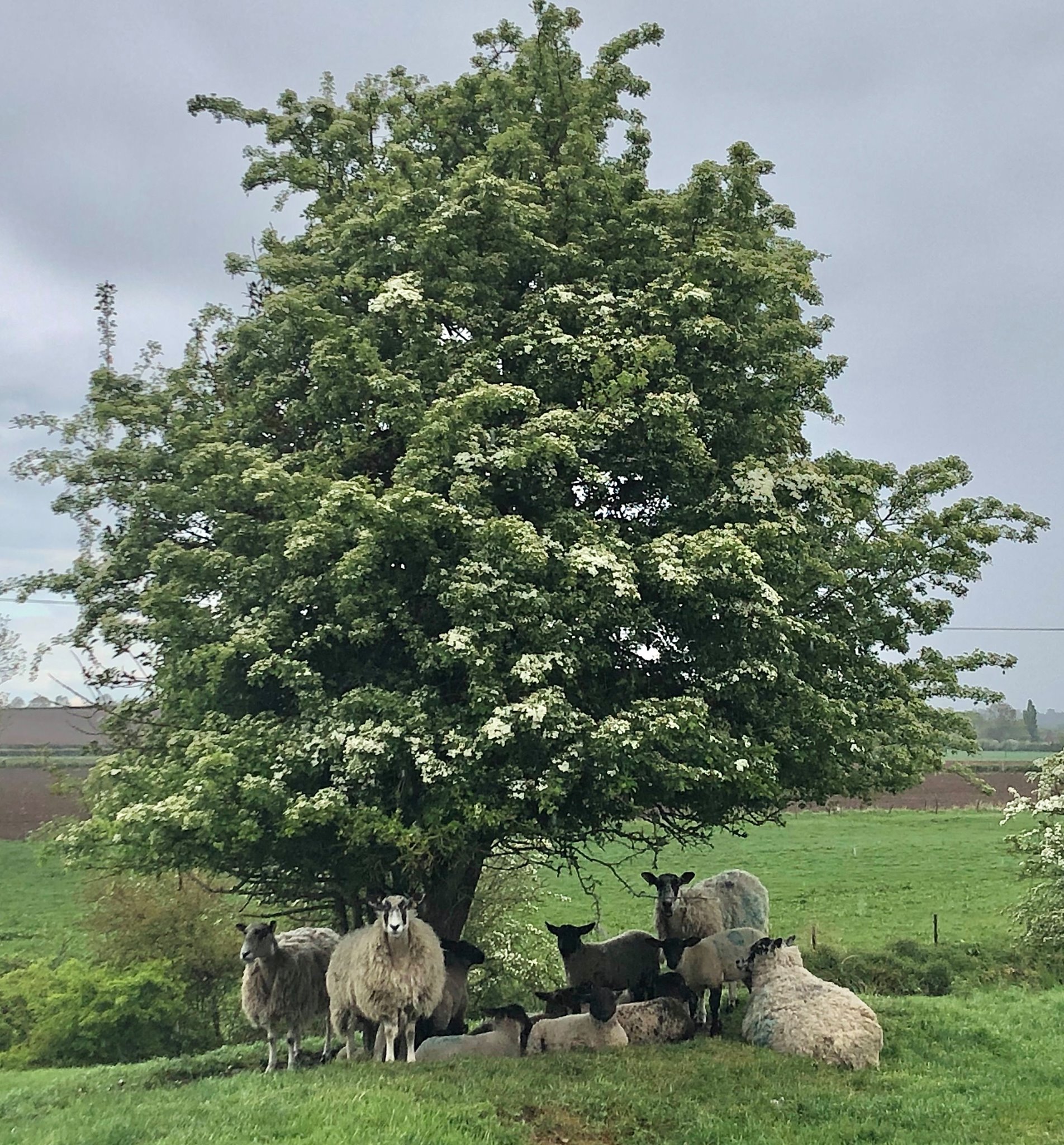 Rain Sheep